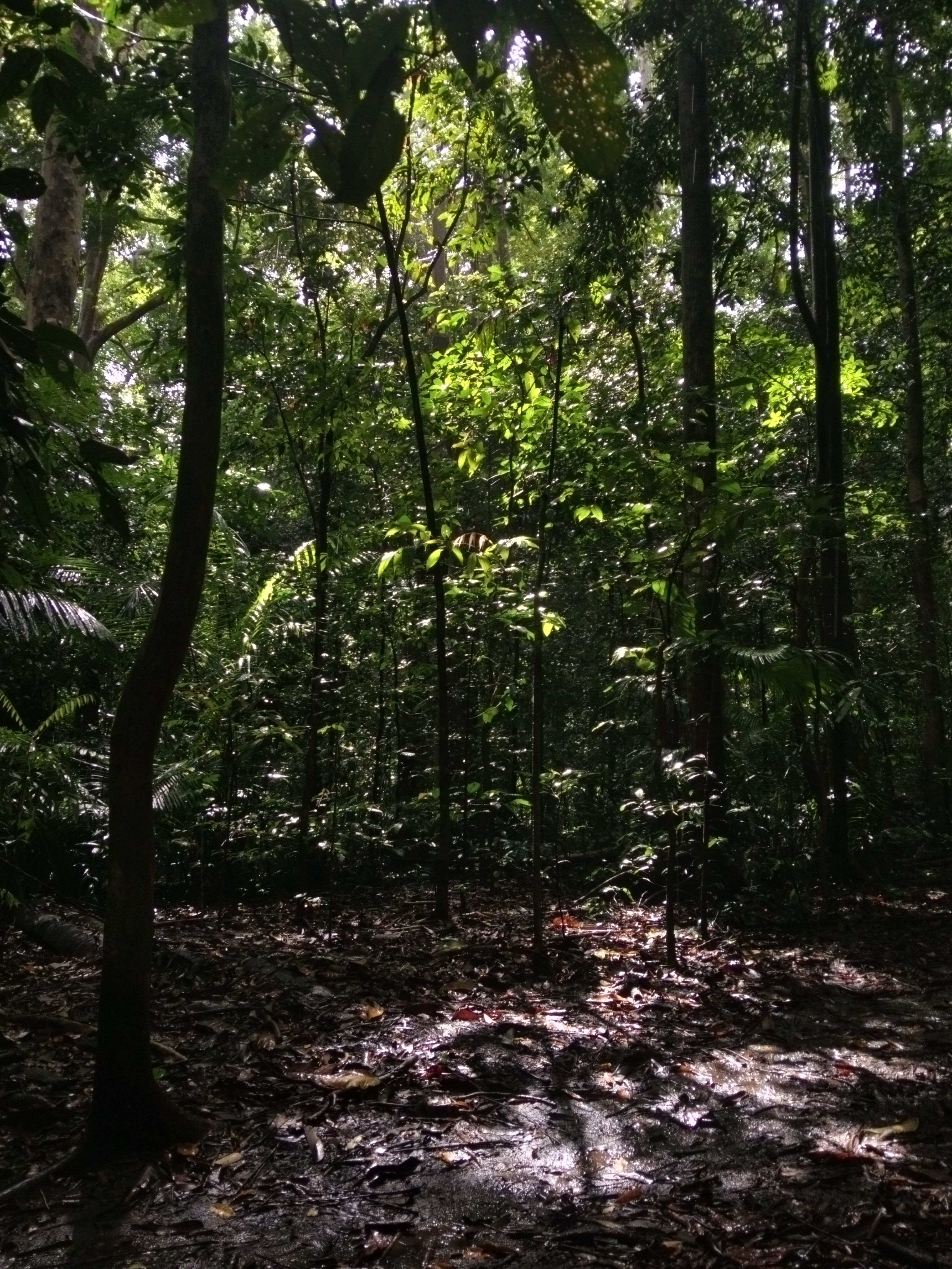 Hutan Tangkoko