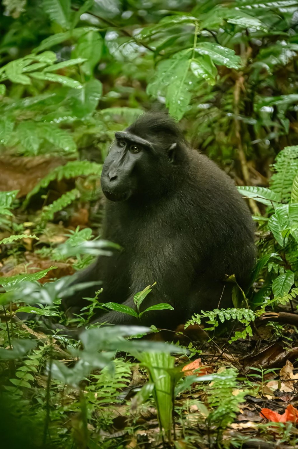 Black Macaque