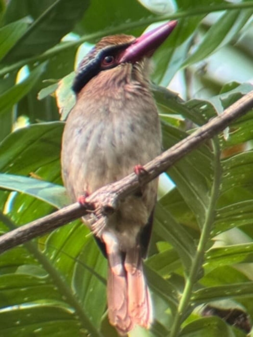 Colorful forest bird