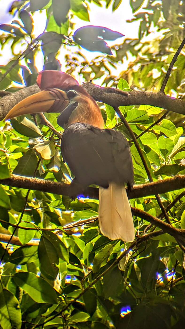 Knobbed hornbill
