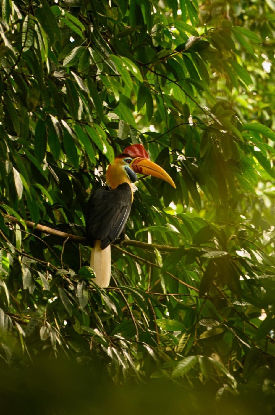 Hornbill in foliage