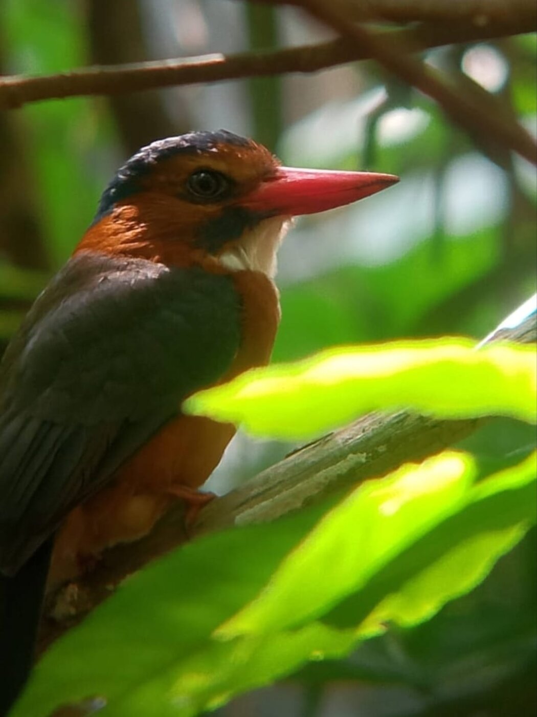 Green-backed kingfisher