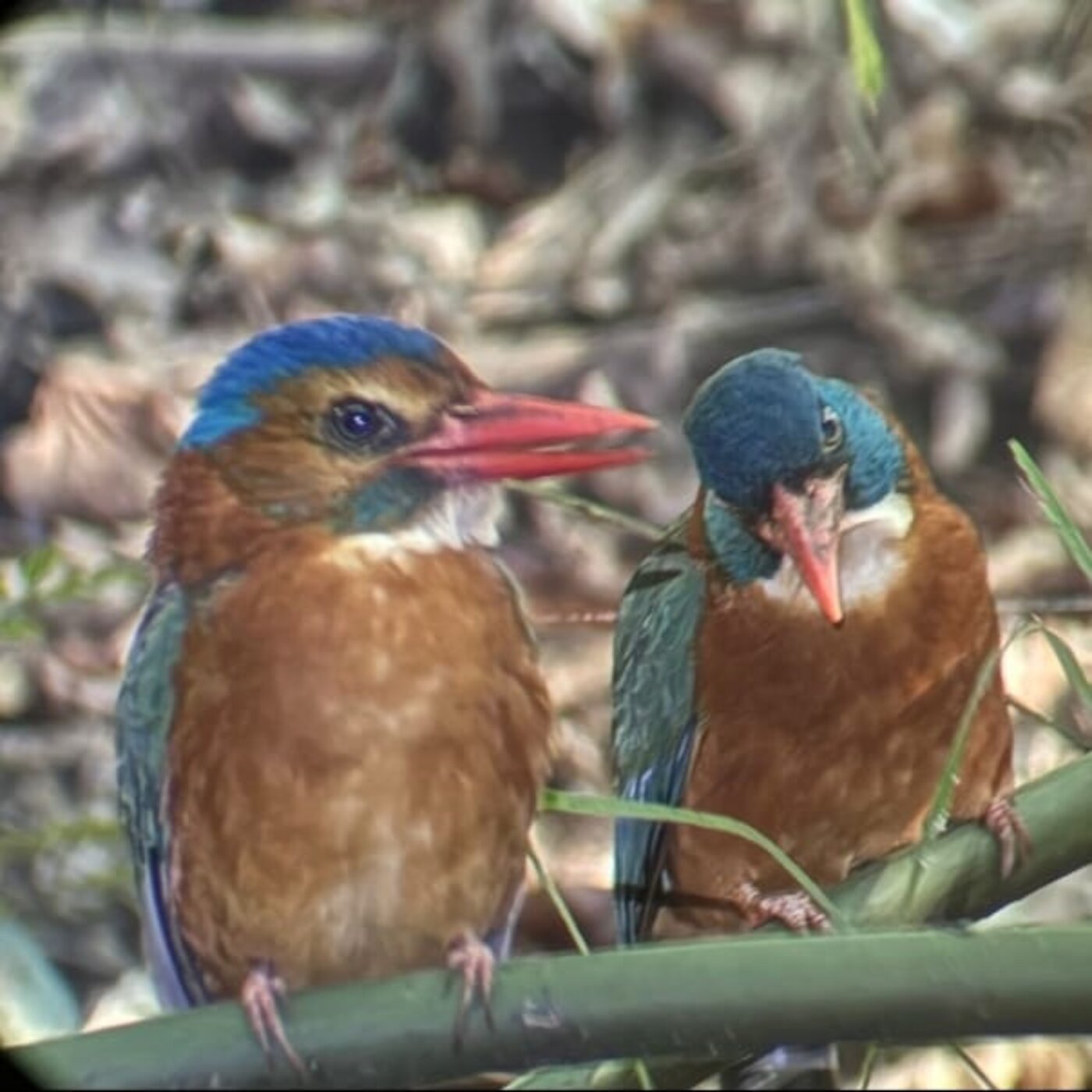 Kingfisher pair