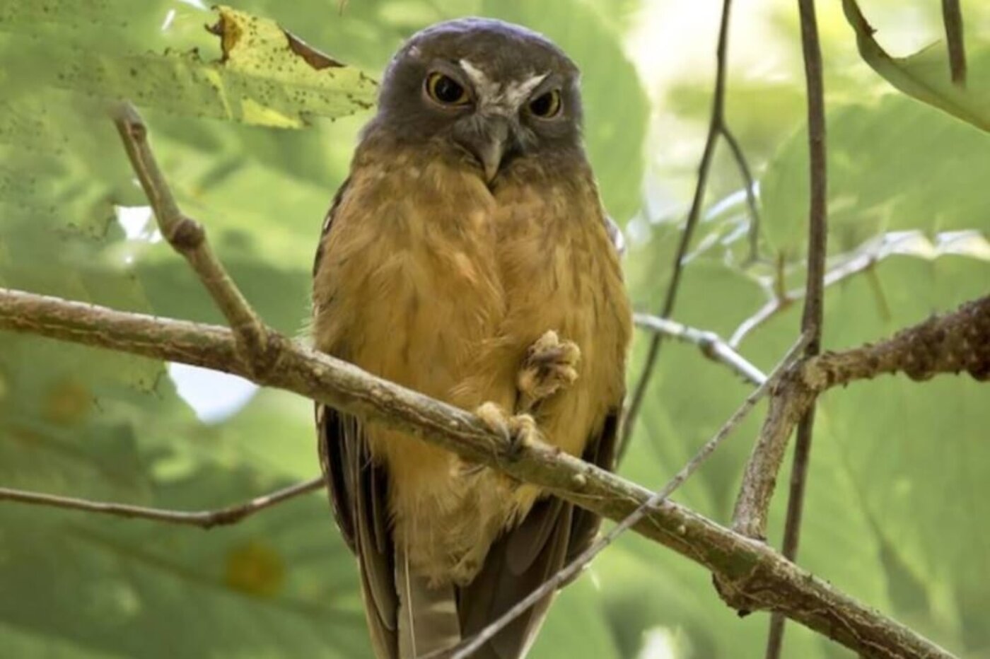 Sulawesi Scops Owl