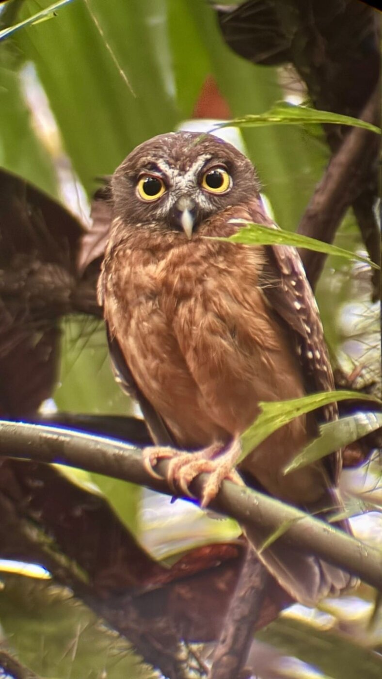 Owl close up