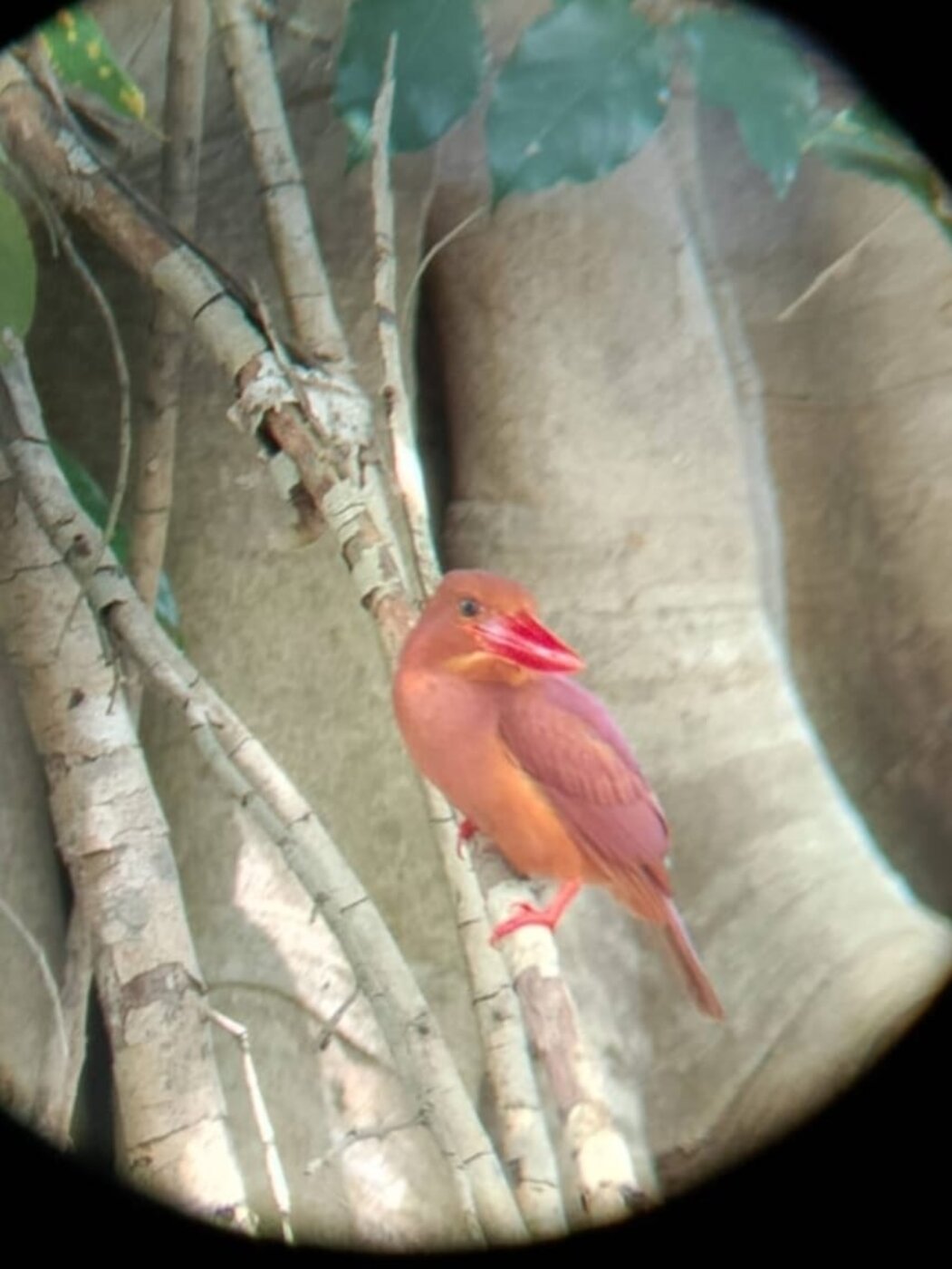Red endemic bird