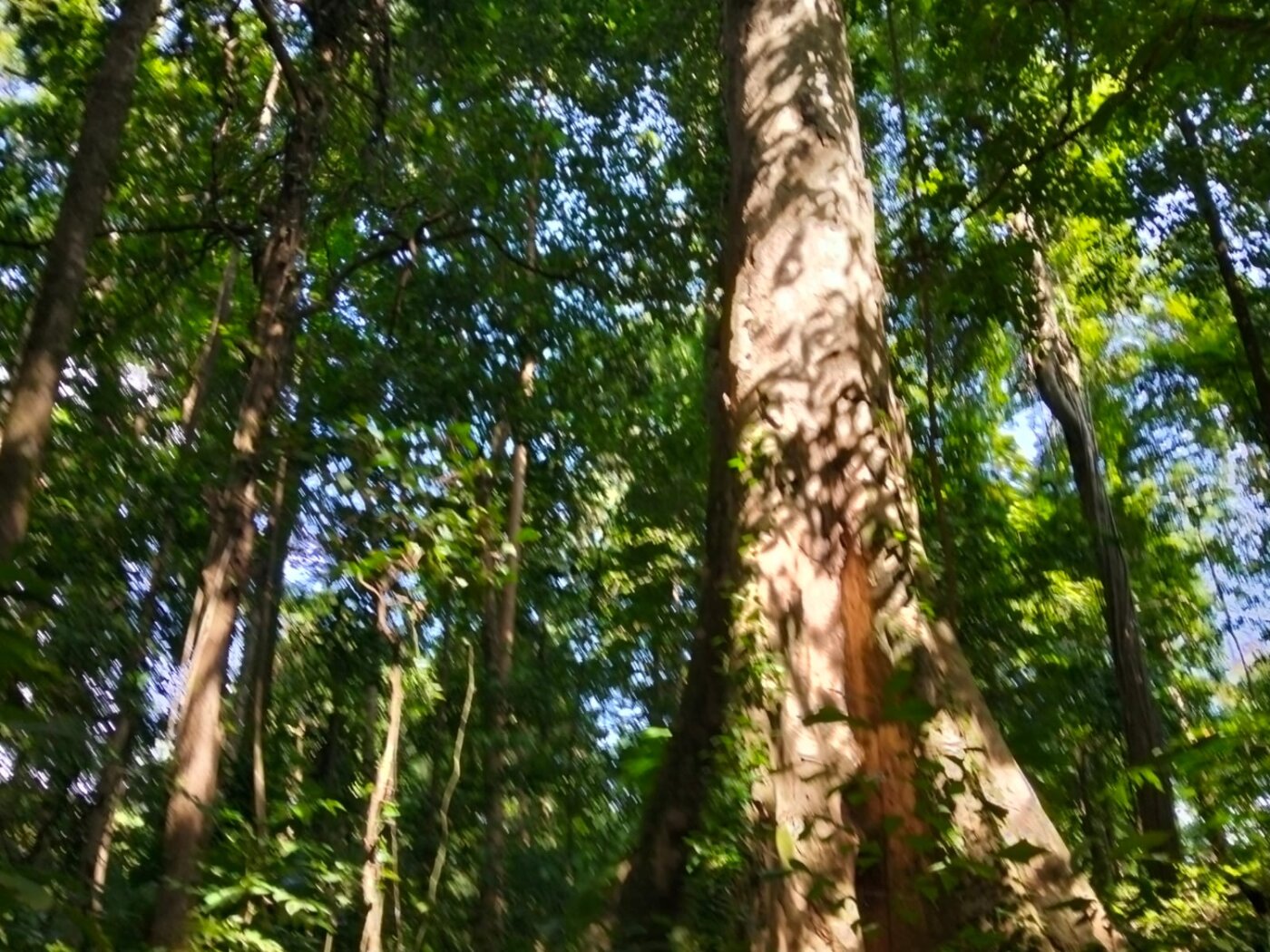 Rainforest canopy