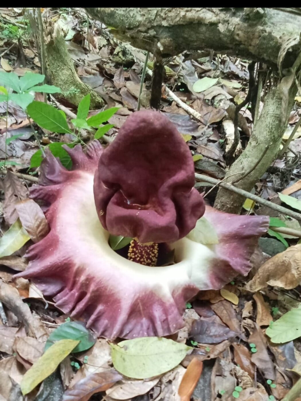 Rare rainforest flower