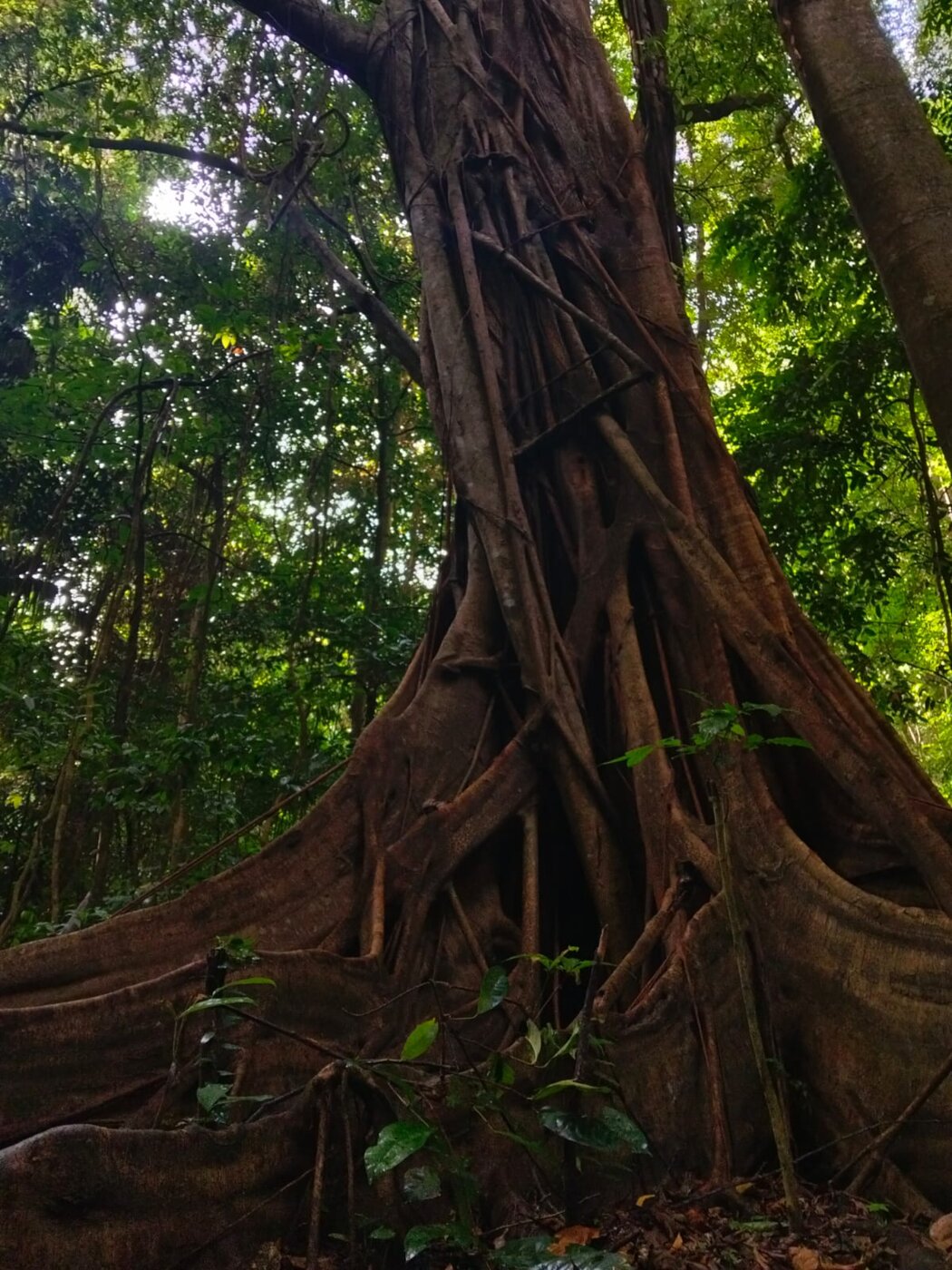 Rainforest buttress roots