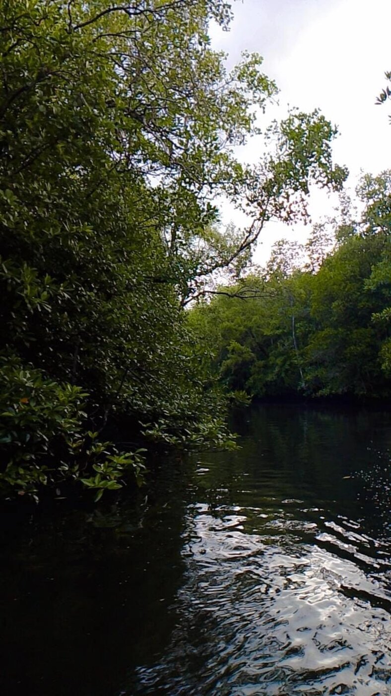 Mangrove waterway