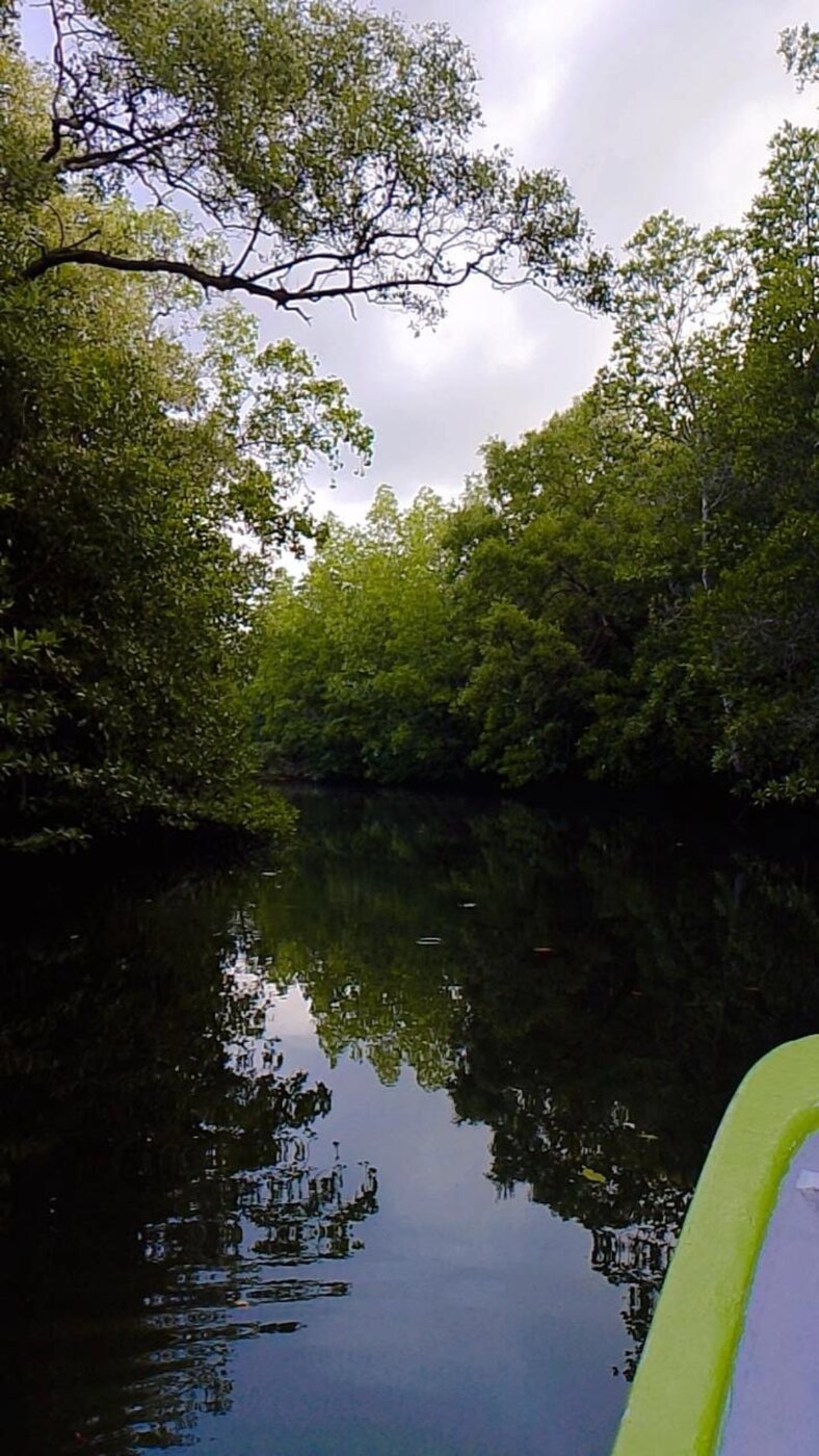 Mangrove boat tour