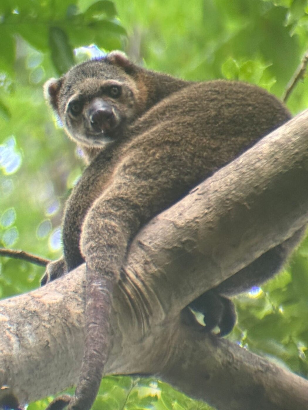 Bear cuscus