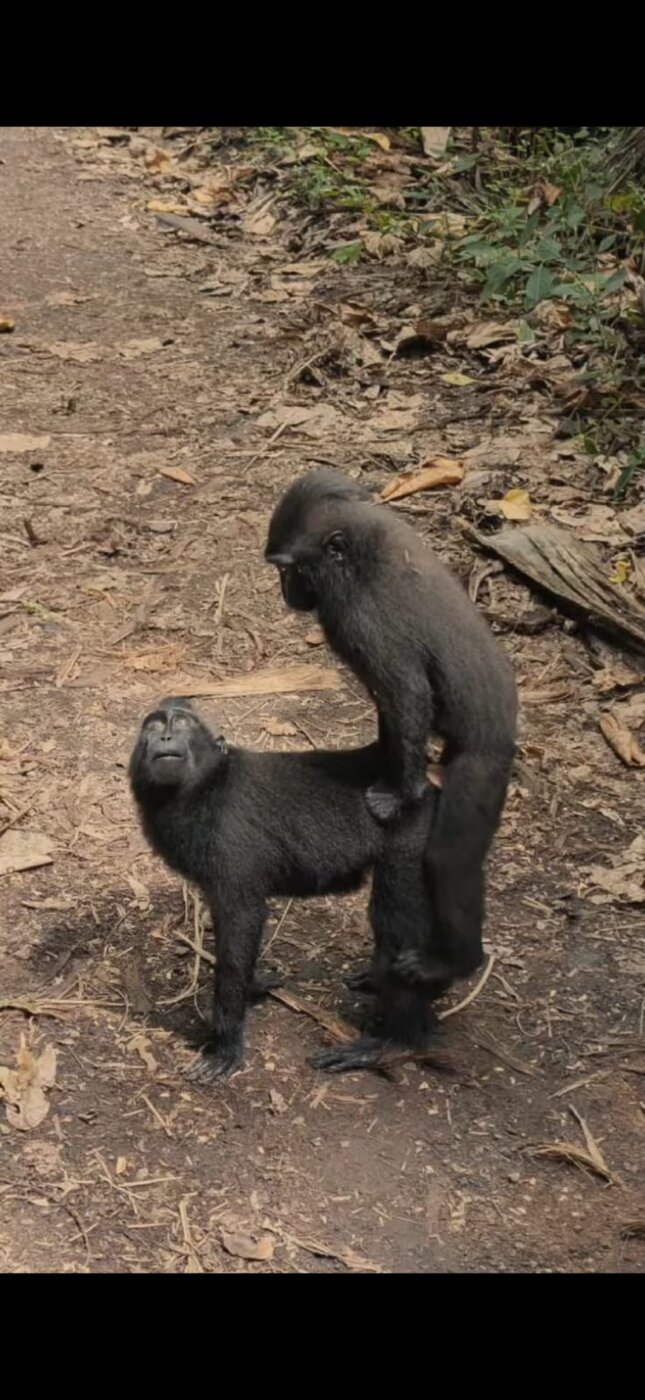 Macaques on the trail