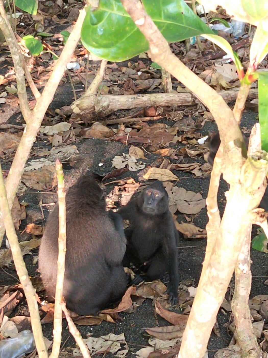 Black macaque pair
