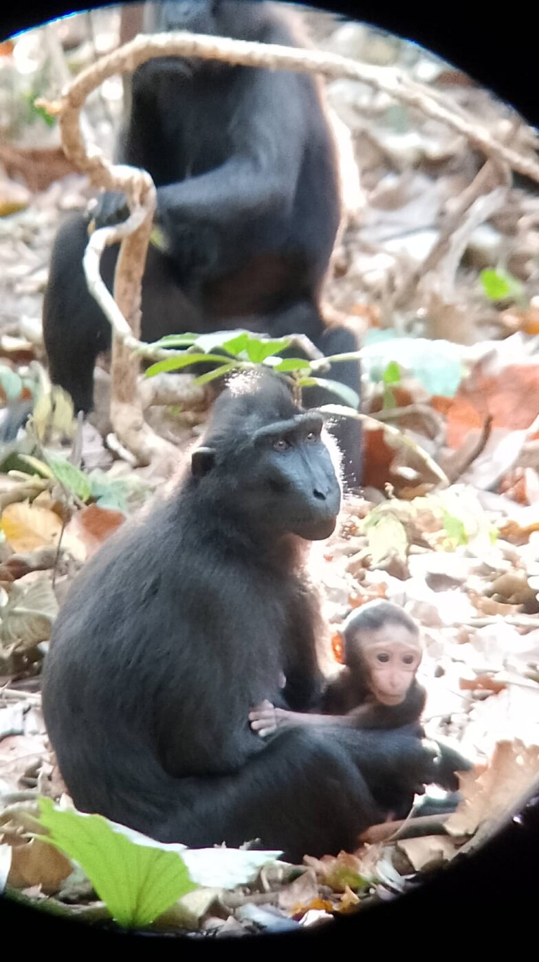 Macaque and baby