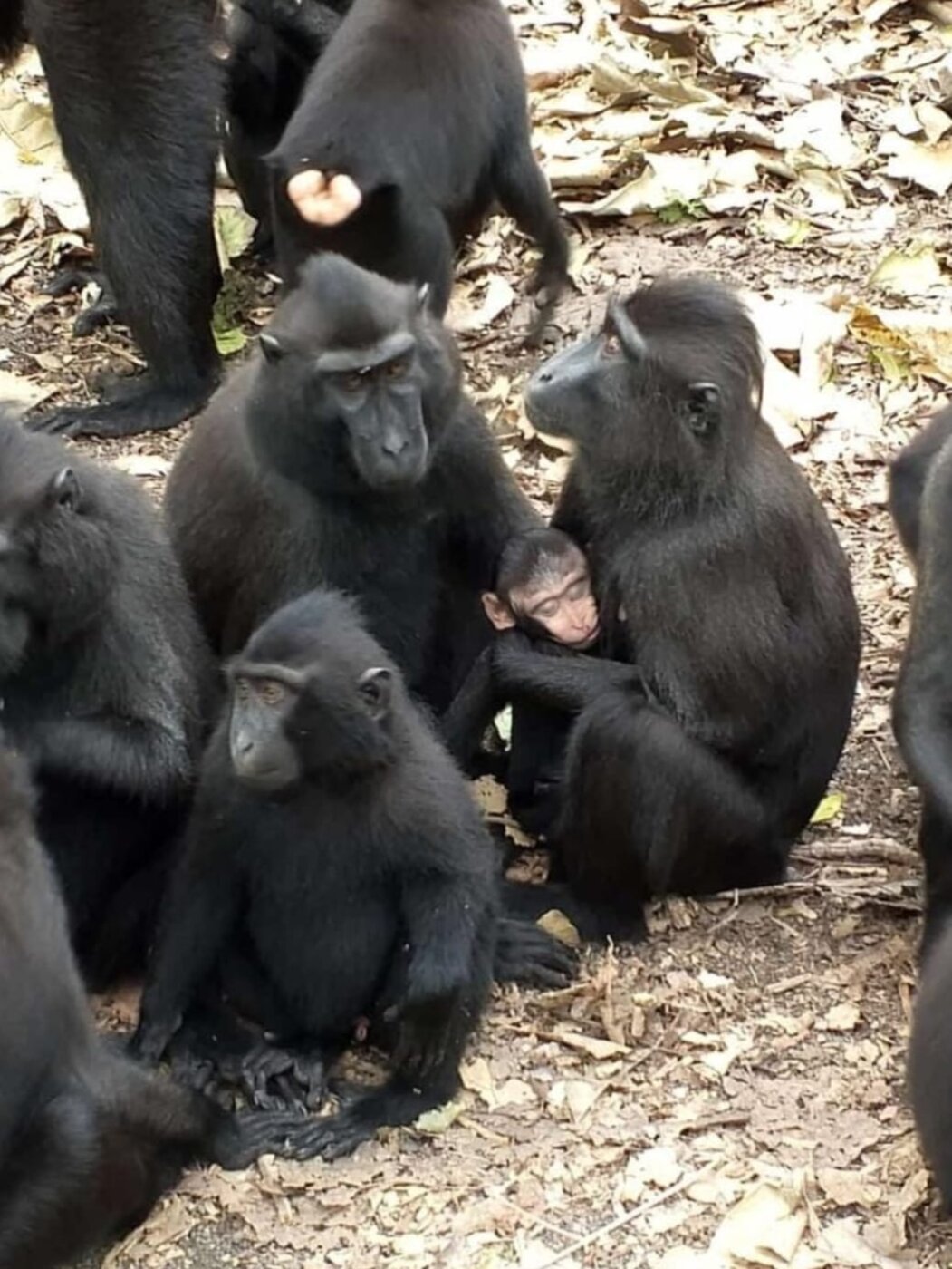 Black macaque troop