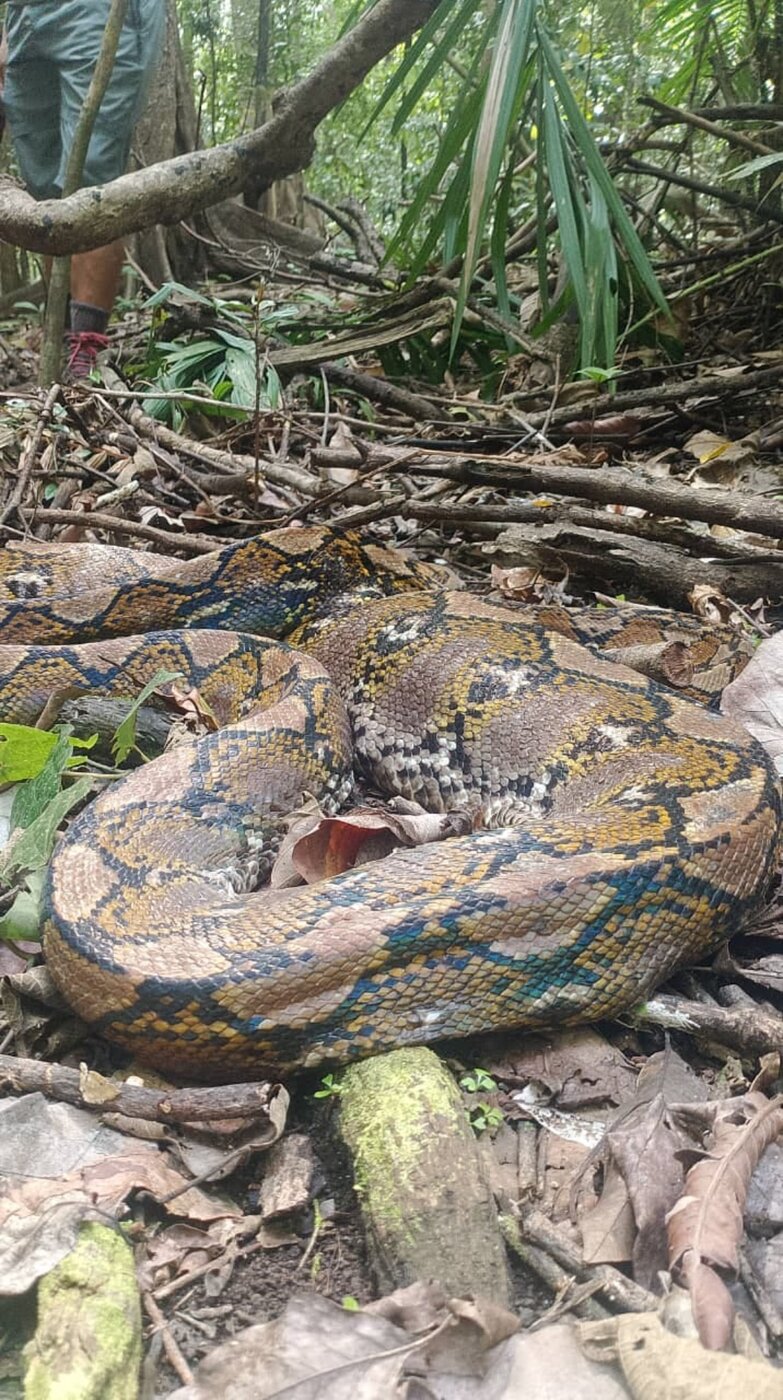 Reticulated python