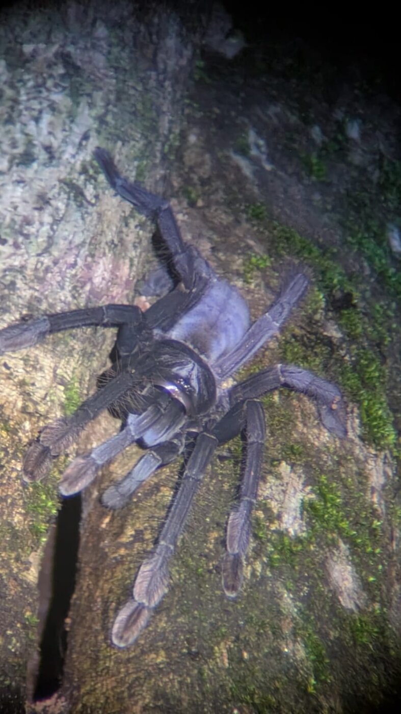Forest spider