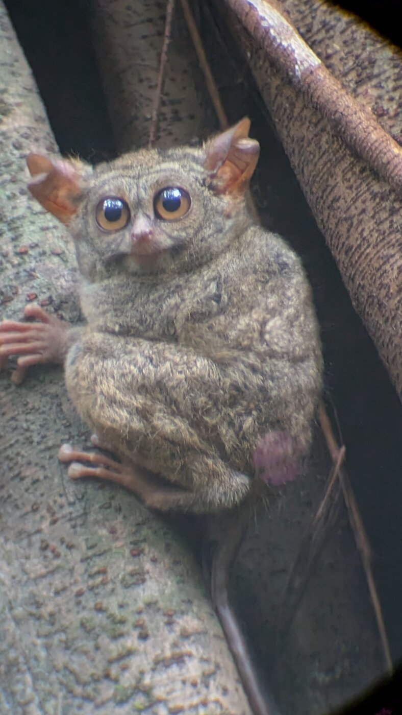 Tarsius