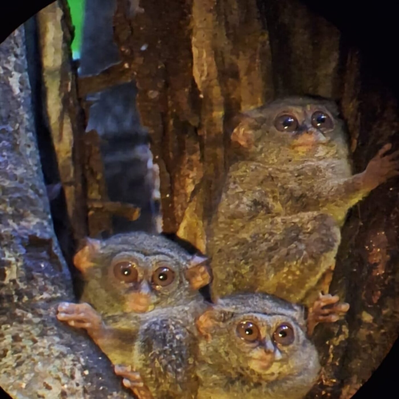 Tarsius family