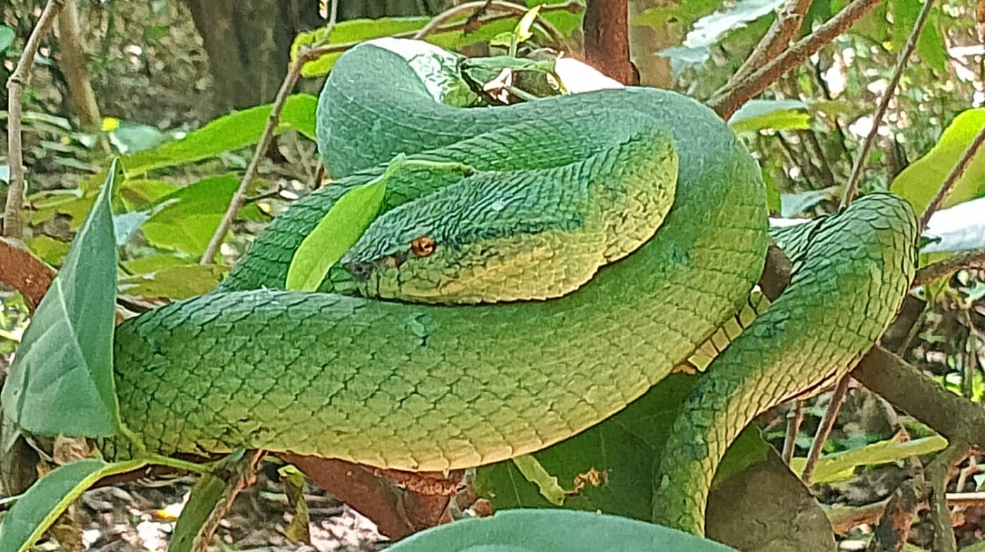 Green pit viper